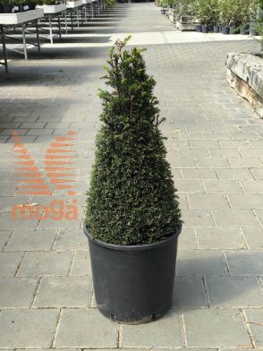 Taxus baccata |70-80|Cone|C