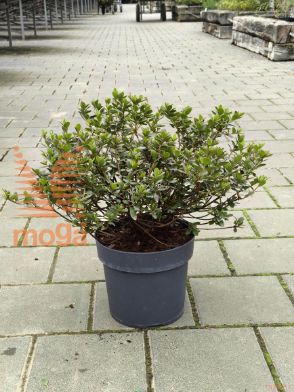 azaleja "Geisha Purple"