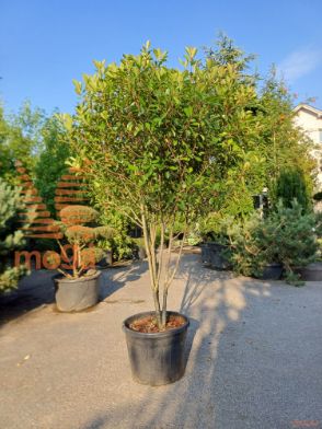 Photinia fraseri "Red Robin" |200-250|Multi stem|C150