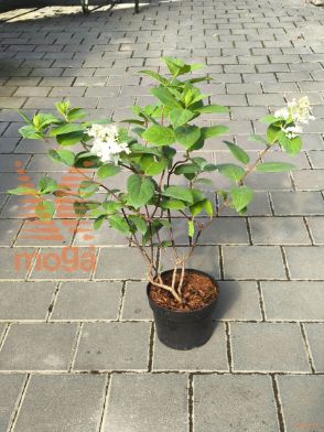 latasta hortenzija "Pink Diamond"