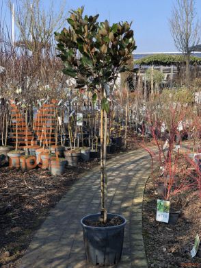Magnolia grandiflora "Little Gem" |Half standard|C15