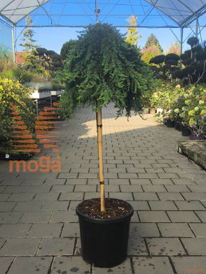 Juniperus communis "Green Mantle" |Half standard|extra|C12