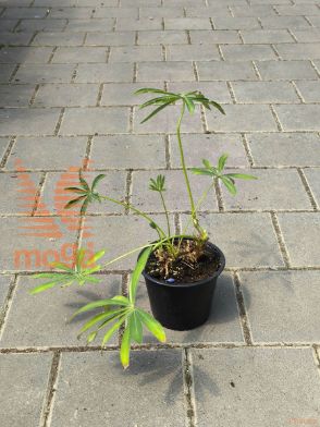 volčji bob "The Governor"