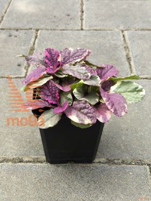 plazeči skrečnik "Burgundy Glow"