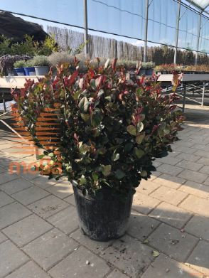 Photinia fraseri "Little Red Robin" |40-50|FI:40-50|Ball|C30