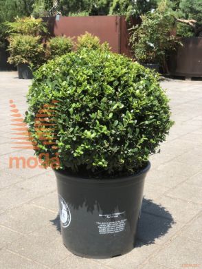 Ilex crenata "Dark Green" |40-50|FI:40-50|Ball|C