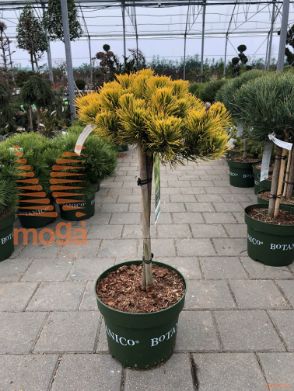 Pinus mugo "Carsten's Winter Gold" |1/4 stem|C10