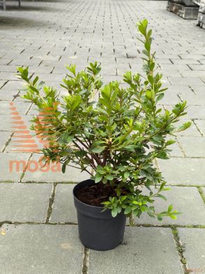 azaleja "Pleasant White"