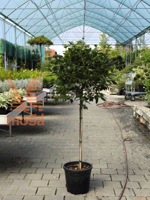 Prunus laurocerasus "Novita" |Half standard|C