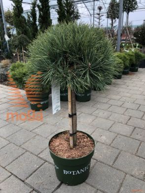 Pinus sylvestris "Watereri" |1/4 stem|C
