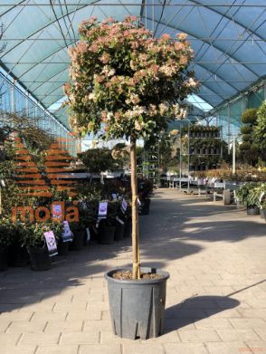 Viburnum tinus "Eve Price" |Half standard|C18