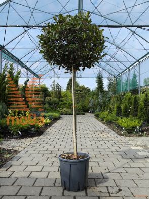 Photinia fraseri "Carre Rouge" |Half standard|FI:40-60|C18