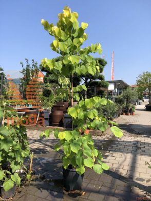 kanadski judeževec "Hearts of Gold"