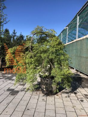Acer palmatum "Dissectum Viridis" |125-150|Half standard|FI:250-300|C