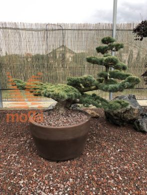 Pinus pentaphylla |110|FI:190|Niwaki|unikat|C/JUMBO165