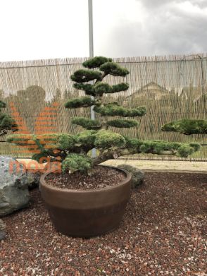 Pinus pentaphylla |120|FI:200|Niwaki|unikat|C/JUMBO215