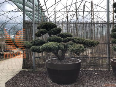 Taxus cuspidata |120|FI:270|Niwaki|unikat|C/JUMBO215