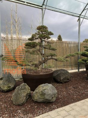 Pinus thunbergii |180|FI:370|Niwaki|unikat|C/JUMBO215