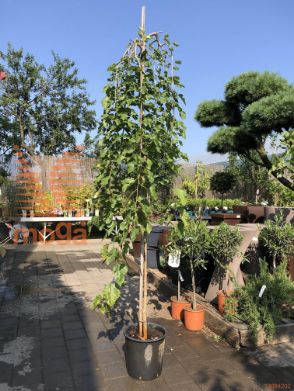 Morus alba "Pendula" |8/10|High standard|C