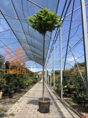 Catalpa bignonioides "Nana" |10/12|High standard|C