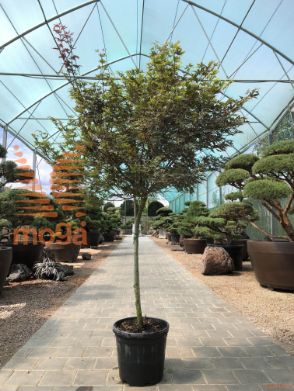 Acer palmatum "Skeeter's Broom" |175-200|Half standard|C