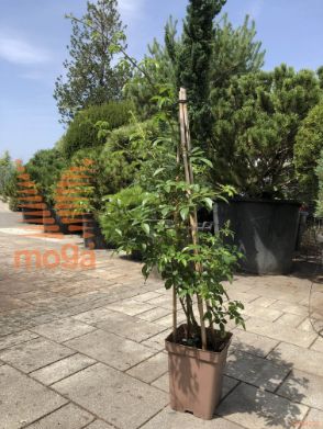 vrtnica "Anna's Pink Rambler"