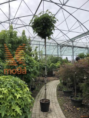 Liquidambar styraciflua "Gum Ball" |8/10|High standard|C
