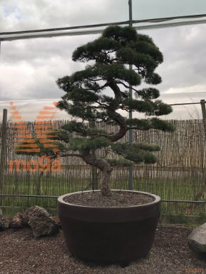 Pinus thunbergii |280|FI:220|Niwaki|unikat|C/JUMBO500