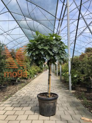 Quercus palustris "Green Dwarf" |Half standard|extra|C