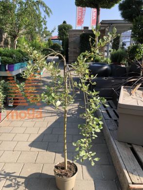 Salix caprea "Kilmarnock" |Half standard|C