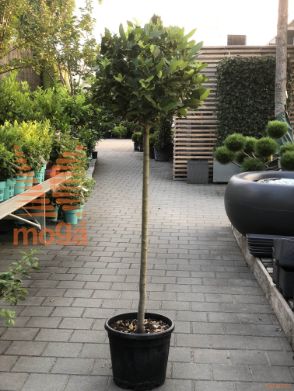 Laurus nobilis |Half standard|C