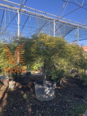 Acer palmatum "Dissectum Ornatum" |Half standard|FI:200-250|soliter|C