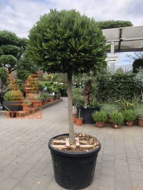 Laurus nobilis |18/20|Half standard|soliter|C130