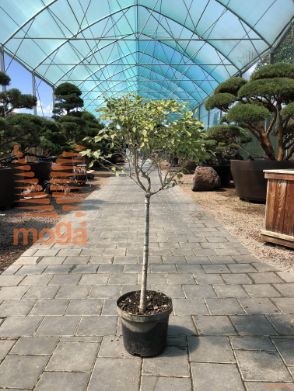 Prunus incisa "Kojo-no-mai"