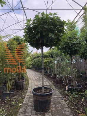 Liquidambar styraciflua "Gum Ball" |10/12|Half standard|C