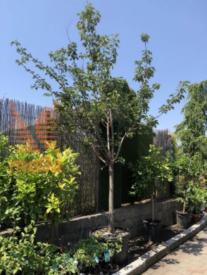 Prunus armeniaca "Rouge du Roussillon" |18/20|Half standard|C110