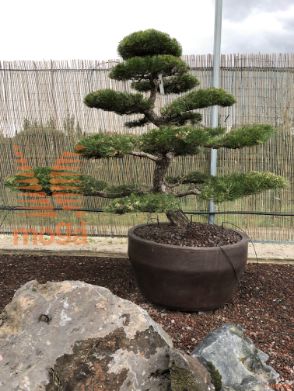Pinus thunbergii |150|FI:230|Niwaki|unikat|C/JUMBO215