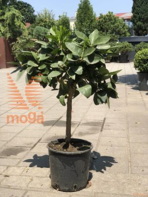 Citrus aurantifolia |1/4 stem|C