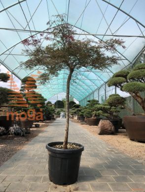 Acer palmatum "Dissectum Atropurpureum" |100-125|Half standard|FI:100-125|C