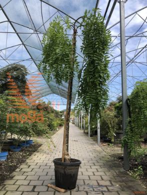 Sophora japonica "Pendula" |12/14|Half standard|C