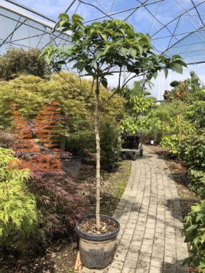 Clerodendrum trichotomum |Half standard|C30