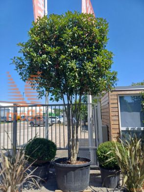 Photinia fraseri "Red Robin" |300-350|Multi stem|soliter|C180