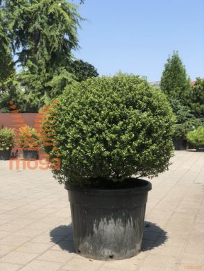 Ilex crenata "Glorie Dwarf" |FI:70-80|Ball|C