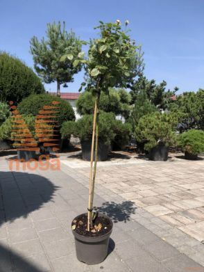 vrtnica "Herzogin Christiana"