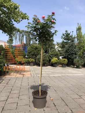 vrtnica "Gartenprinzessin Marie-Jose"