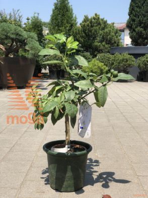 Citrus aurantifolia |Mini stem|P18