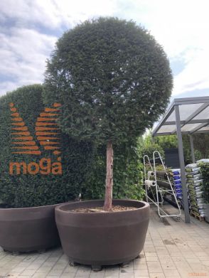 Taxus baccata |Half standard|FI:220|Circle|C/JUMBO800
