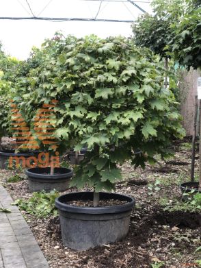 Acer platanoides "Globosum" |10/12|1/4 stem|FI:50-60|C