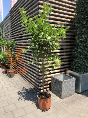 Citrus aurantifolia |Half standard|C