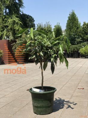 Fortunella margarita |Mini stem|P18